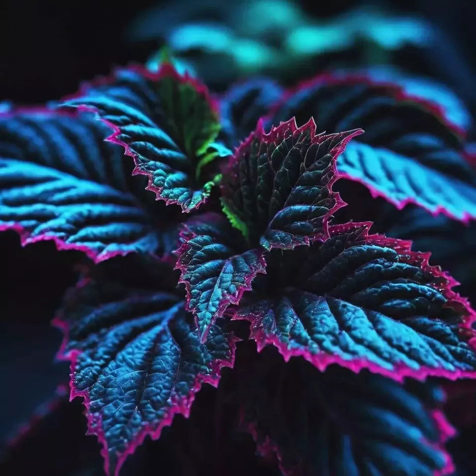 Rare Blue, Purple, and Green Coleus Seeds