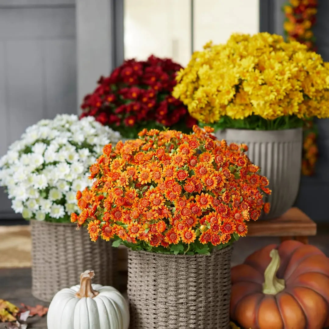 Last Day Each Only $3.99🌼- Artificial Outdoor Sunset Mums Flowers - UV resistant, Waterproof, Windproof