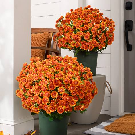 Last Day Each Only $3.99🌼- Artificial Outdoor Sunset Mums Flowers - UV resistant, Waterproof, Windproof
