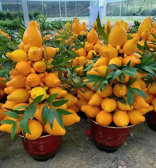 Golden Fruit Seeds 💛Five Generations Of Fruits💛