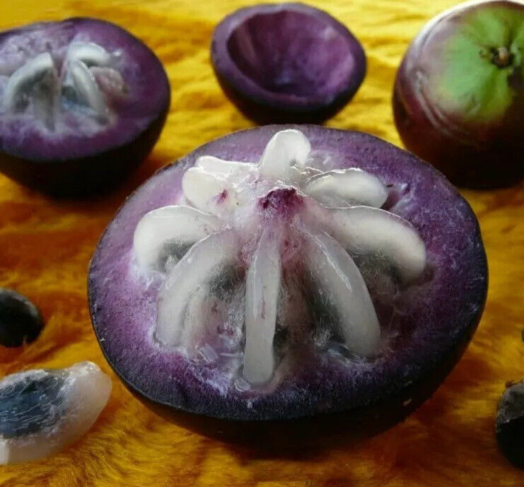 Star Apple Seeds