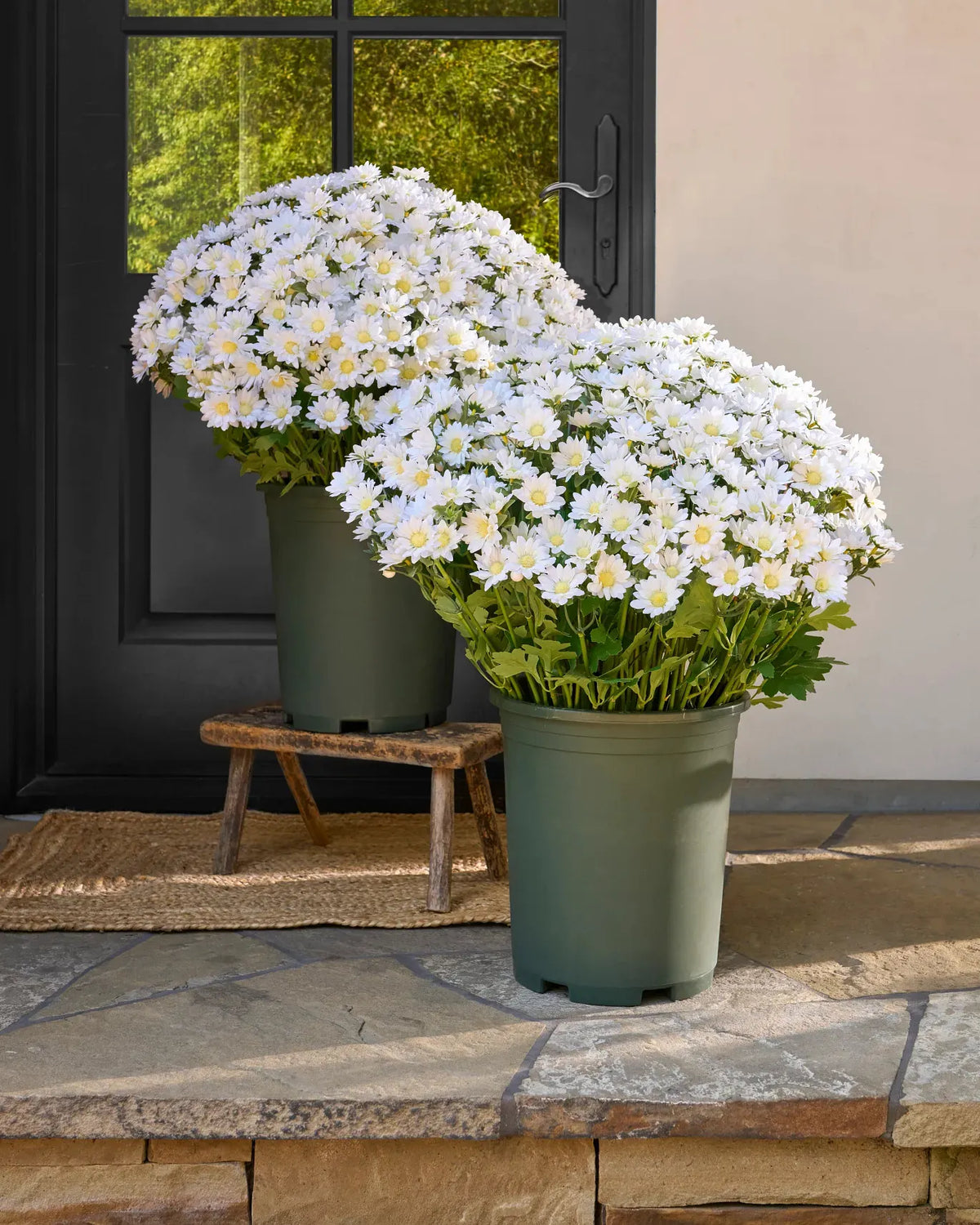Last Day Each Only $3.99🌼- Artificial Outdoor Sunset Mums Flowers - UV resistant, Waterproof, Windproof