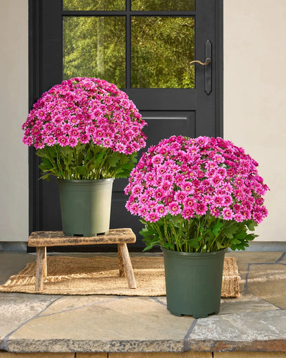 Last Day Each Only $3.99🌼- Artificial Outdoor Sunset Mums Flowers - UV resistant, Waterproof, Windproof