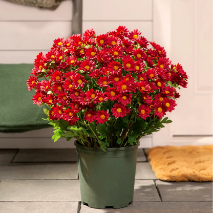 Last Day Each Only $3.99🌼- Artificial Outdoor Sunset Mums Flowers - UV resistant, Waterproof, Windproof