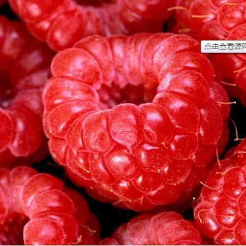 Four Fresh Red Fruit MIxed Seeds