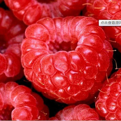 Four Fresh Red Fruit MIxed Seeds