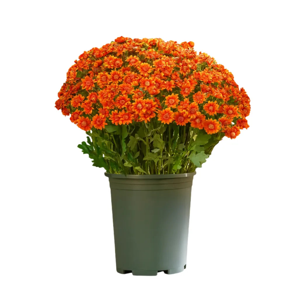 Last Day Each Only $3.99🌼- Artificial Outdoor Sunset Mums Flowers - UV resistant, Waterproof, Windproof