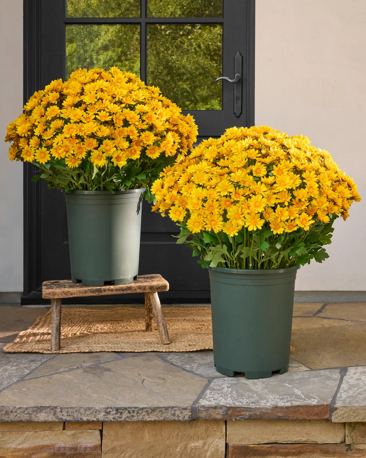 Last Day Each Only $3.99🌼- Artificial Outdoor Sunset Mums Flowers - UV resistant, Waterproof, Windproof