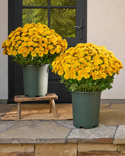 Last Day Each Only $3.99🌼- Artificial Outdoor Sunset Mums Flowers - UV resistant, Waterproof, Windproof