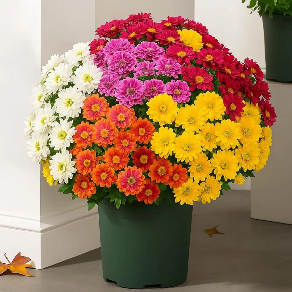 Last Day Each Only $3.99🌼- Artificial Outdoor Sunset Mums Flowers - UV resistant, Waterproof, Windproof